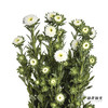 配花 | 翠菊白色 商品缩略图1