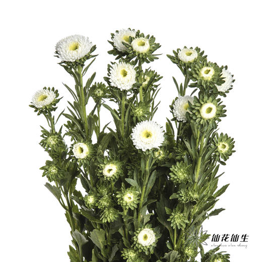 配花 | 翠菊白色 商品图1