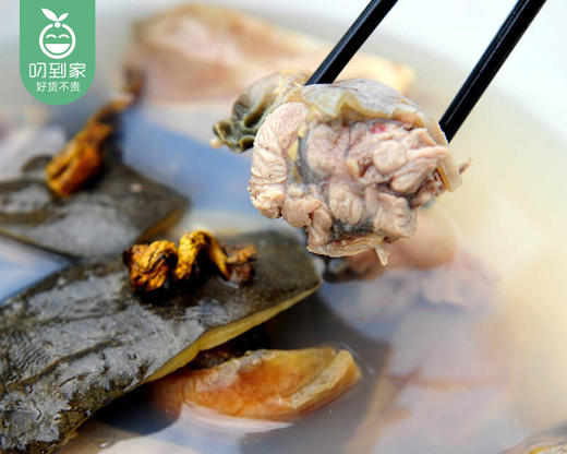 活杀甲鱼/1只（400-450g） 商品图5