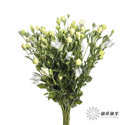 配花 | 中国桔梗白色 商品图4