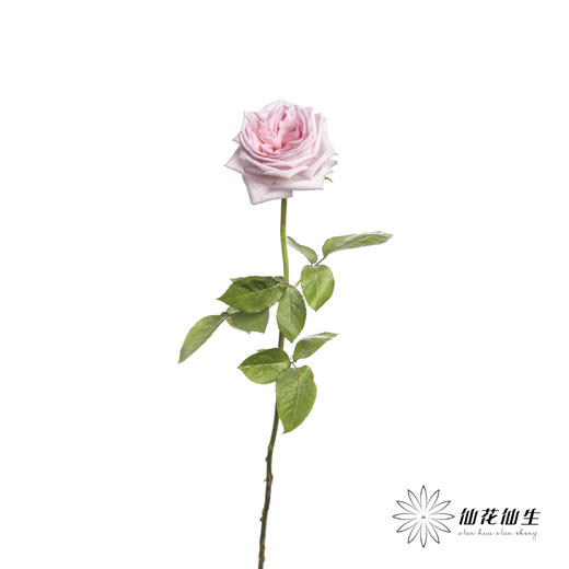 单头玫瑰 | 粉色荔枝（运输会有轻微机械损伤 介意者慎拍） 商品图3