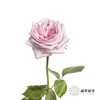 单头玫瑰 | 粉色荔枝（运输会有轻微机械损伤 介意者慎拍） 商品缩略图2