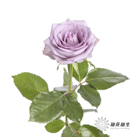 单头玫瑰 | 海洋之歌 商品图4