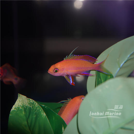 马代紫红宝石 商品图2