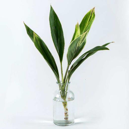 【y】-zzj-【配叶】绿朱蕉【5】