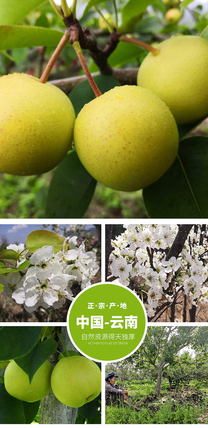 雪山小蜜梨5斤装汁多酥蜜包邮