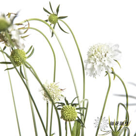 配花 | 松虫草白色