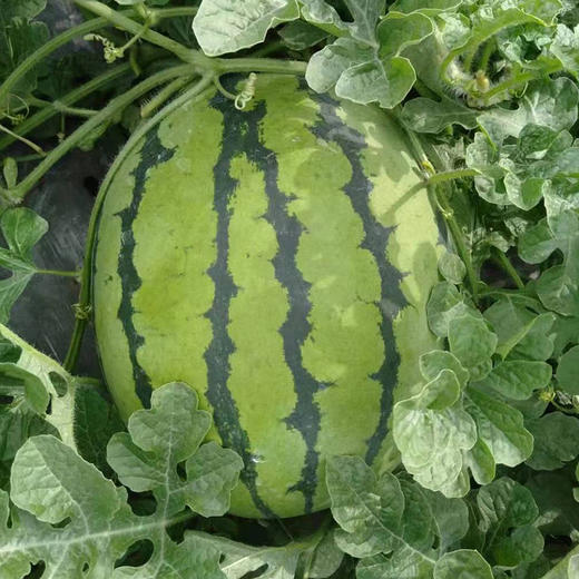 38/斤】 正宗东北黑土地甜王西瓜 甜到炸裂