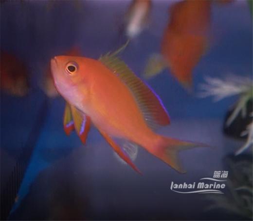 马代紫红宝石 商品图5