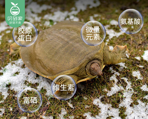 活杀甲鱼/1只（400-450g） 商品图1