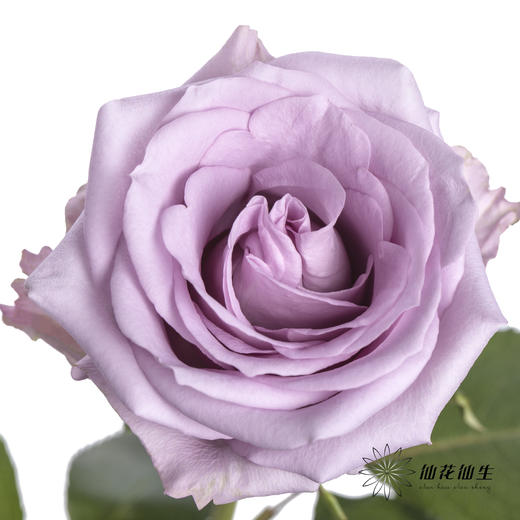 单头玫瑰 | 海洋之歌 商品图0