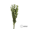 配花 | 翠菊白色 商品缩略图4