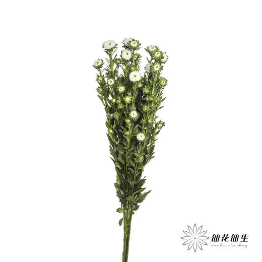 配花 | 翠菊白色 商品图4