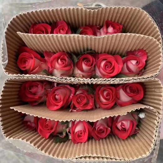 喜洋洋玫瑰c级259元200支枝条长度5055cm中通冷链包邮