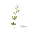 配花 | 中国桔梗白色 商品缩略图3