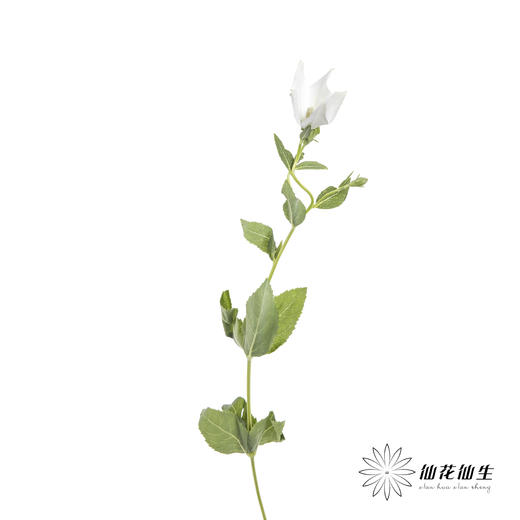 配花 | 中国桔梗白色 商品图3