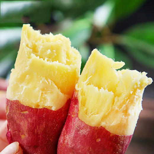 陕西沙地板栗红薯，喷香粉甜，细腻无筋！ 商品图0