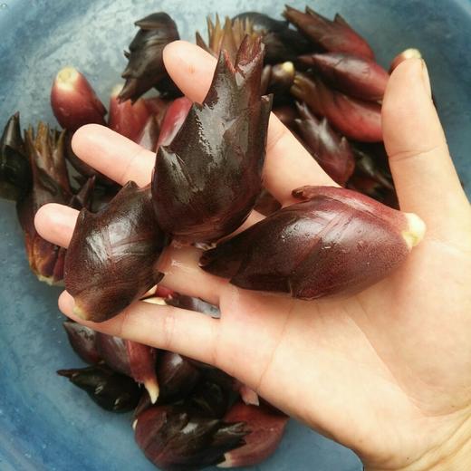 五峰元藿 阳荷 野生新鲜洋荷姜2kg