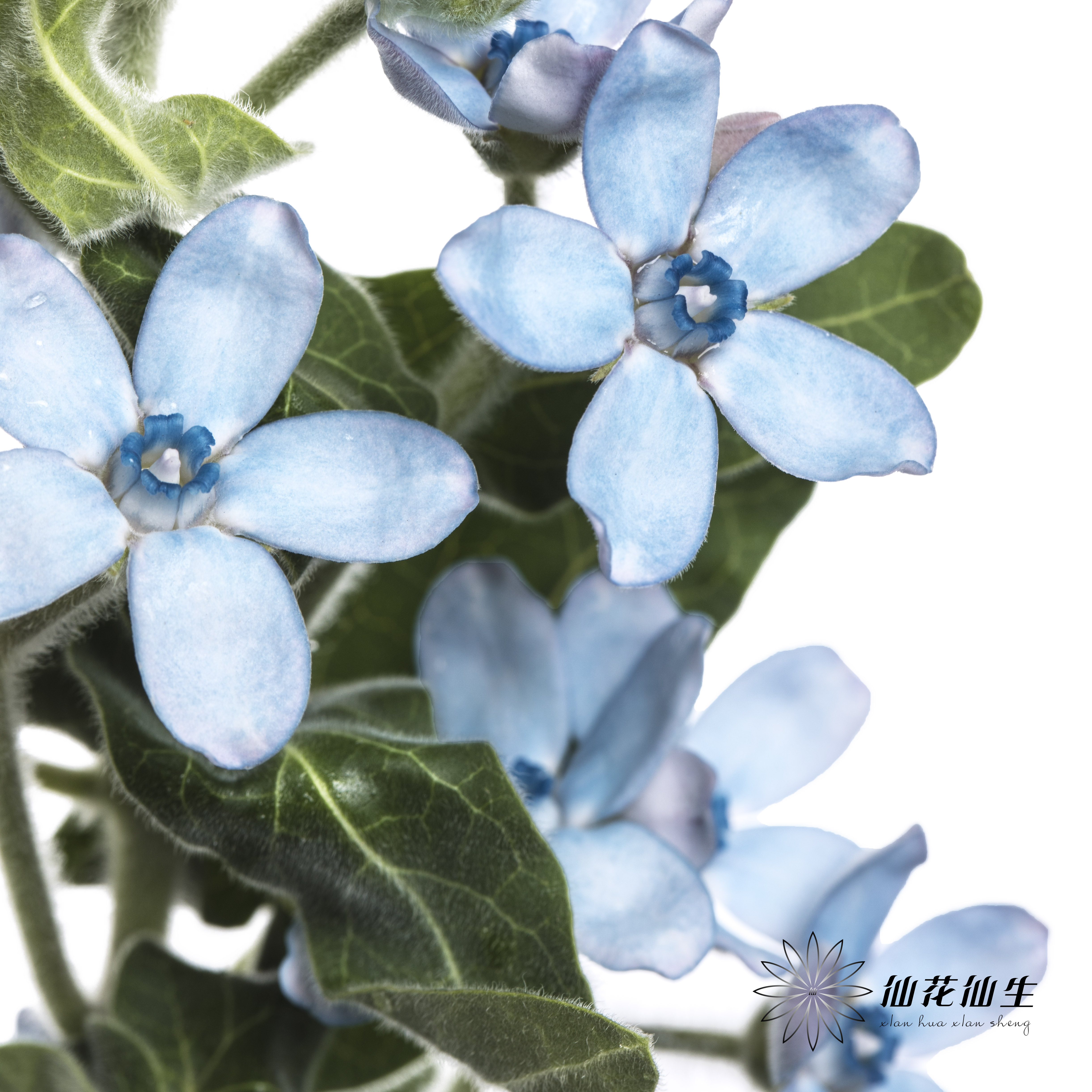 配花 | 圆瓣蓝星花蓝色