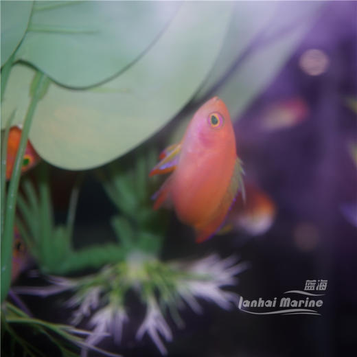 马代紫红宝石 商品图3