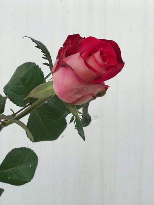 喜洋洋玫瑰c级259元200支枝条长度5055cm中通冷链包邮