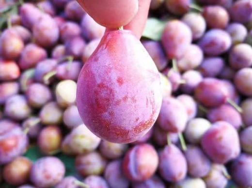 新疆喀什法兰西西梅家庭装/礼盒装 商品图4