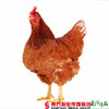 【珠三角包邮】720天老母鸡 2.0-2.5斤/只  （8月22日到货） 商品缩略图1