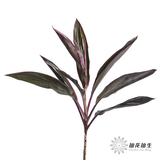 叶材 | 朱蕉红色 商品图3