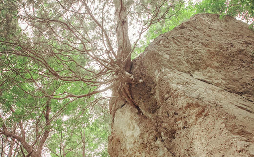 古记儿：元宝石与石上松 商品图0