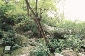 元宝石 - 白鹿岩