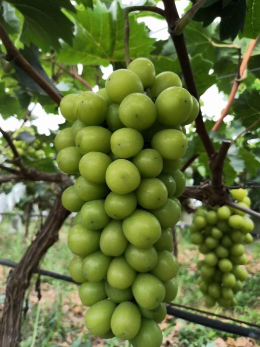 垄畔优品阳光玫瑰葡萄 商品图6