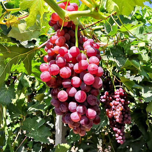 吃葡萄不吐皮玻璃翠葡萄4斤装来自新疆呼图壁的玻璃翠无籽皮薄脆甜