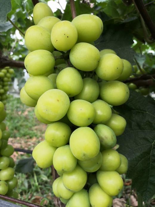 垄畔优品阳光玫瑰葡萄 商品图5