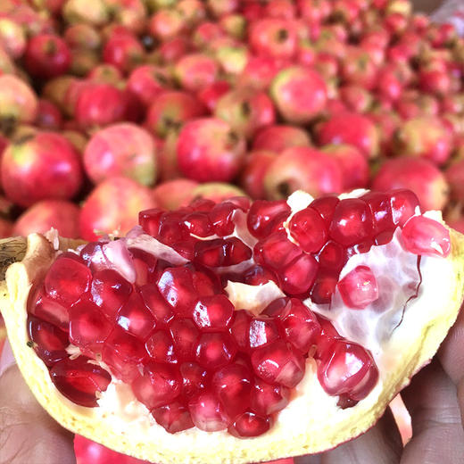 【四川·会理】正宗精品突尼斯红心软籽石榴 超大超甜爆汁石榴 大凉山新鲜石榴 商品图2