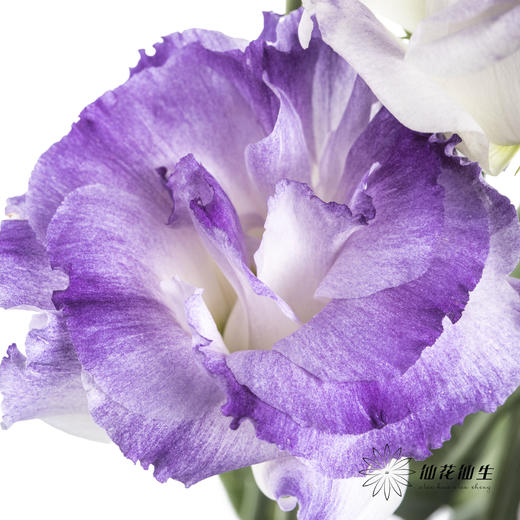 洋桔梗 | 烟灰色 商品图4