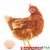 【珠三角包邮】720天老母鸡 2.0-2.5斤/只  （8月22日到货） 商品缩略图0