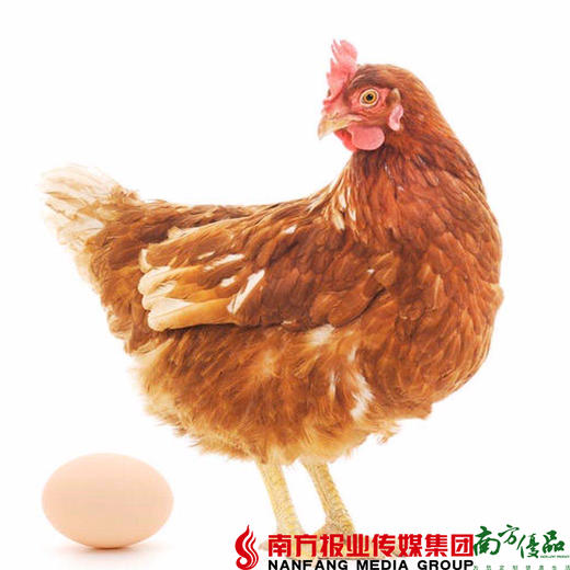 【珠三角包邮】720天老母鸡 2.0-2.5斤/只  （8月22日到货） 商品图0