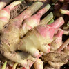 生姜 Tender Ginger 商品缩略图0