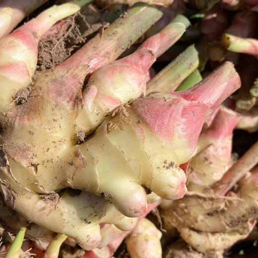 生姜 Tender Ginger 商品图0