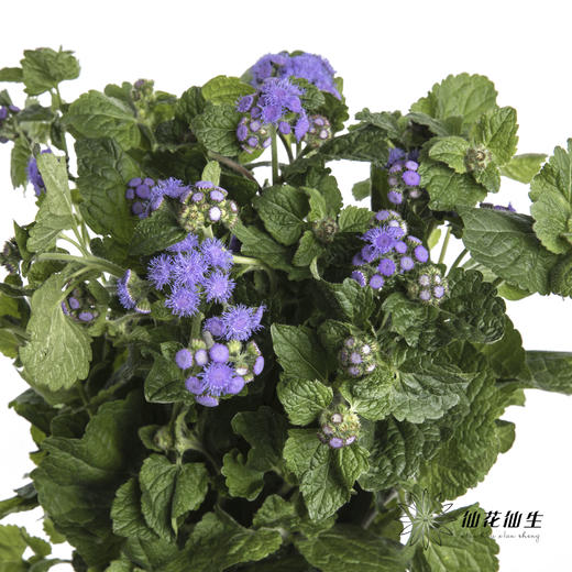 配花 | 藿香蓟紫色 商品图4