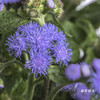 配花 | 藿香蓟紫色 商品缩略图2