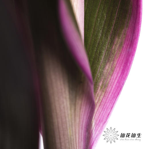 叶材 | 朱蕉红色 商品图6