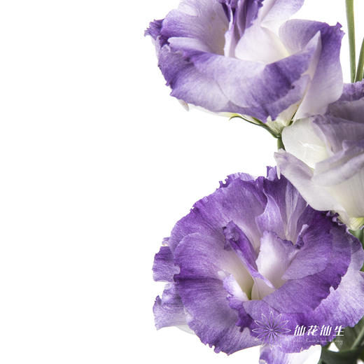 洋桔梗 | 烟灰色 商品图5