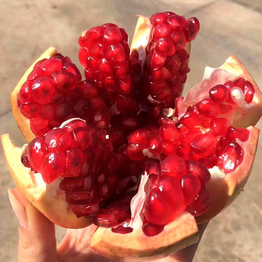 【四川·会理】正宗精品突尼斯红心软籽石榴 超大超甜爆汁石榴 大凉山新鲜石榴 商品图1
