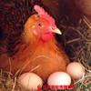【珠三角包邮】720天老母鸡 2.0-2.5斤/只  （8月22日到货） 商品缩略图2