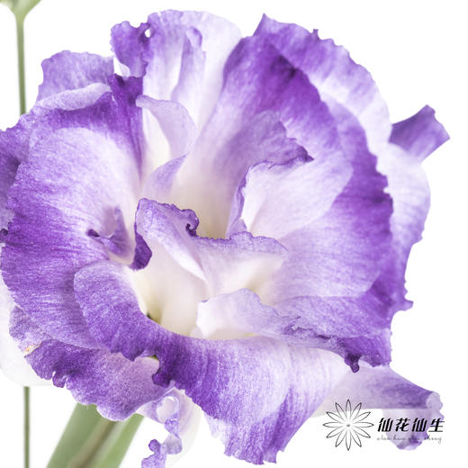 洋桔梗 | 烟灰色 商品图0