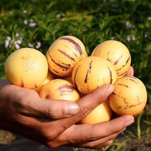 【云南石林人参果】3.5斤/7斤，中华小水库，浓浓的奶香，满口汁水，富含丰富的微量元素 商品图4