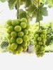 垄畔优品阳光玫瑰葡萄 商品缩略图4