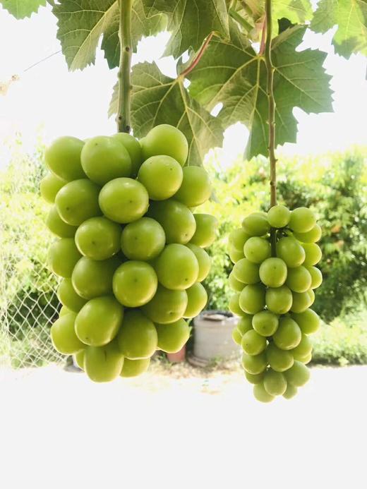 垄畔优品阳光玫瑰葡萄 商品图4