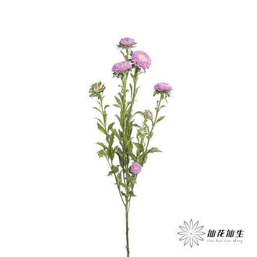 配花 | 翠菊粉色 商品图2